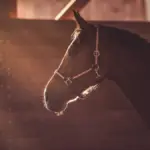 At yarışı: Mersin’de  Skandalı: Smart Latch’in Kesilmesi