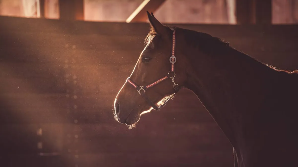 at yarışı — TR news