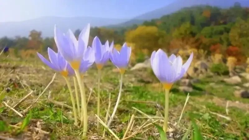 cemre düştü mü — TR news