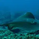 Porto: Sporting CP, ‘yu 1-0 Yenerek Avantaj Sağladı