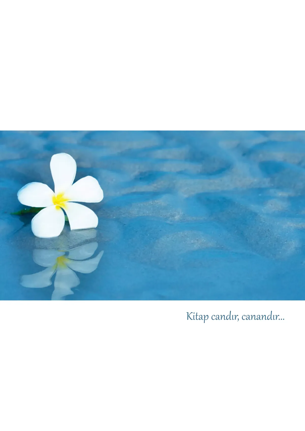 semiha deniz — TR news