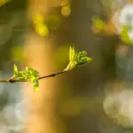 Yener ince: Yener İnce’den Noa Lang ve Victor Osimhen Açıklamaları