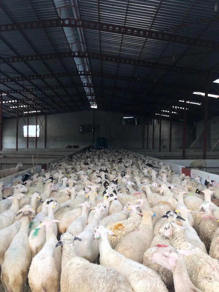 2026 kurbanlık fiyatları — TR news