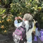 Malta Eriği Üreticisi Ürünlerini Ücretsiz Dağıttı