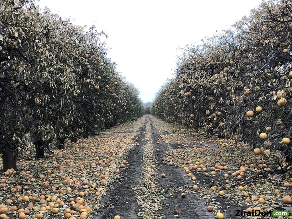 zirai don uyarısı — TR news