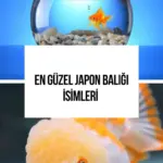 Balık: Cengiz , Ege Yaş Meyve Sebze İhracatçıları Birliği’nin yeni başkanı
