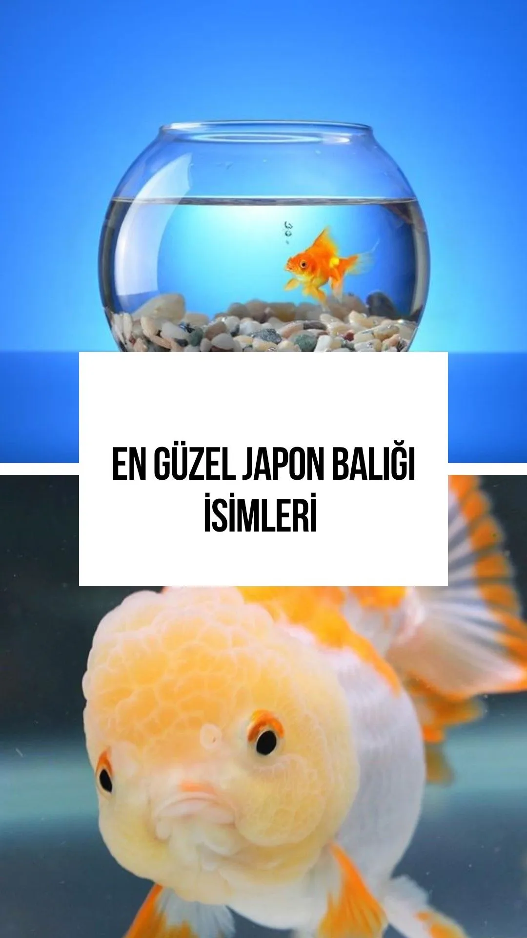 balık — TR news