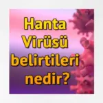 Hantavirüs nedir